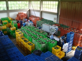 Productores capacitados por Córitas del Peró logran colocar pióas golden en Plaza Vea