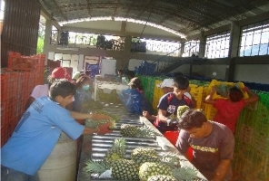 Satipo: Córitas capacitó a productores de pióa para entrar a mercado internacional